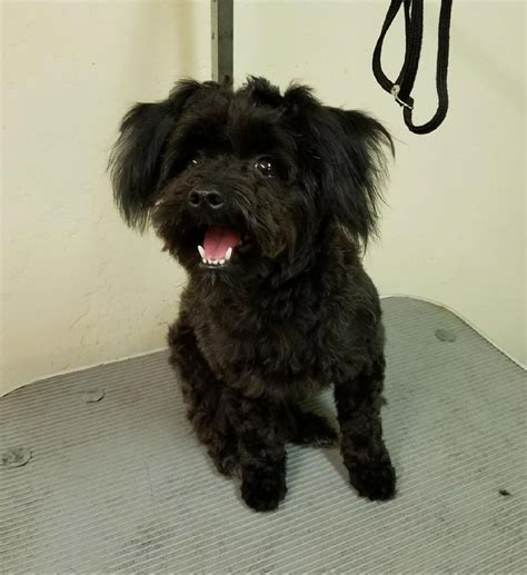 bakersfield puppies for adoption.